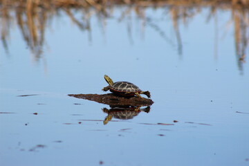 Painted Turtle Stretching on Log