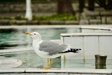 Seagull, Sea Gull, Seabird