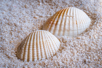 Two seashells on a sand background. 
