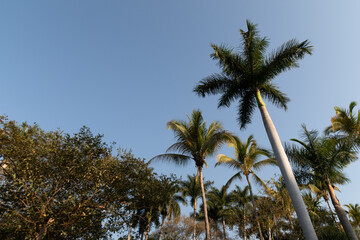 Fototapeta na wymiar palm trees with blue sky in the background