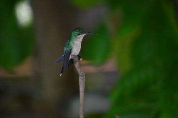 Hummingbird