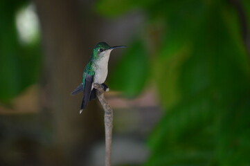 Hummingbird