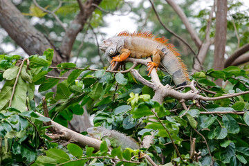close up Iguana on tree in nature at thailand
