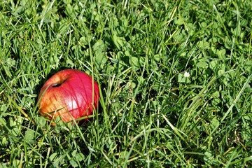 a wonderful red ripe apple lies in autumn green grass