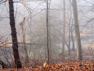 Winter's leftover leaves sit on wet and dripping tree branches in a foggy forest