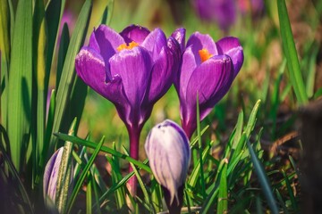 Colorful natural background with flowers. Beautiful crocuses on a green glade to welcome spring. Photo in shallow depth of field.