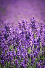Beautiful floral summer concept. Purple lavender field with a blurred background.