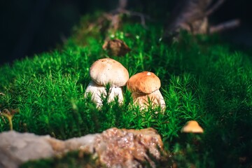 Beautiful autumn nature. Two mushrooms in the green forest.