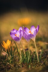 Beautiful colorful floral scenery. Violet crocuses to welcome spring. Photo in shallow depth of field.