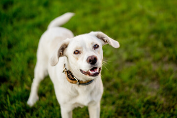 Young dog mongrel Labrador Retriever type on grass. Happy dog portrait.