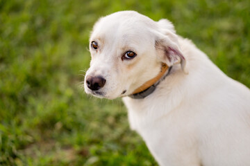 Young dog mongrel Labrador Retriever type on grass. Happy dog portrait.