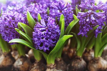 Blue and purple hyacinth flowers