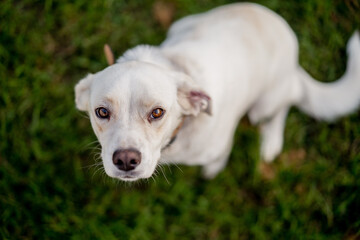 Young dog mongrel Labrador Retriever type on grass. Happy dog portrait.