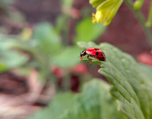 ladybird on a leaf