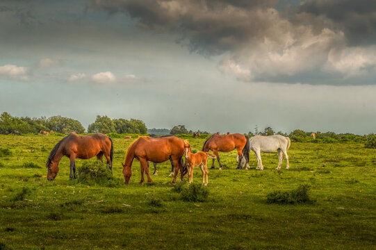 new forest ponies grazing