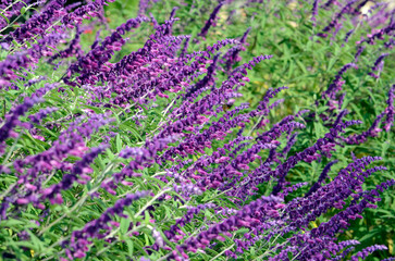 アメジストセージ