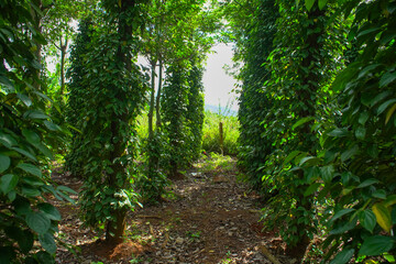 Obraz premium Pepper trees grow in Lam Ha, pepper trees climb on cotton trees 
