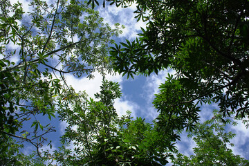 Pepper trees grow in Lam Ha, pepper trees climb on cotton trees
