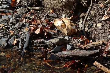 Schädel eines Wildschweins am Bach im Wald