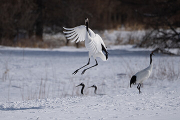 Fototapeta premium 鶴 swan 北海道 