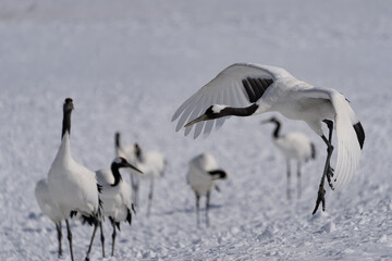 鶴 swan 北海道　