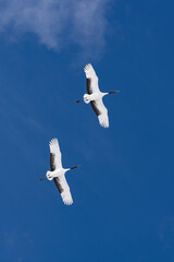 鶴 swan 北海道　