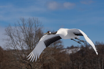 Fototapeta premium 鶴 swan 北海道 
