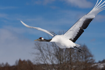 鶴 swan 北海道　