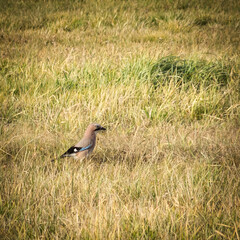 A jay walking in an autumn meadow.