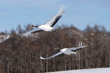 鶴 swan 北海道　