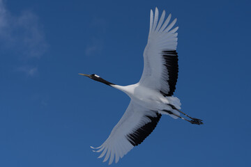 鶴 swan 北海道　