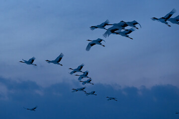 鶴 swan 北海道　