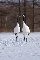Obraz premium 鶴 swan 北海道 
