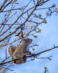 Squirrel grabbing breakfast during warm spring morning