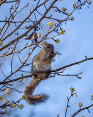 Squirrel grabbing breakfast during warm spring morning