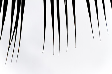 silhouette of coconut palm leaves in Rio de Janeiro.