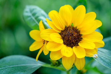 Sunflower fresh agriculture field on sunny day.