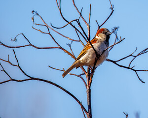 Bird on branch