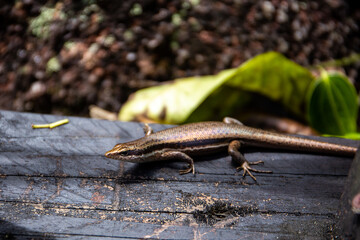 Seychelles skink lizard (Mabuya seychellensis, Trachylepis seychellensis) on a wooden platform, close-up view, Mahe, Seychelles.