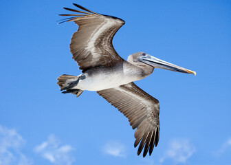 Brown pelican in flight, Galapagos Islands, Ecuador