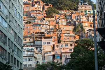 Fototapeta premium favela peacock in copacabana in Rio de Janeiro.