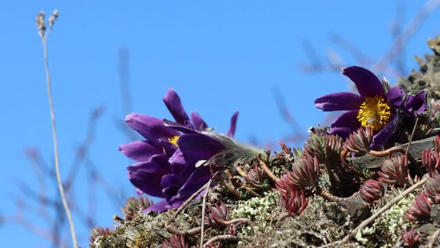 Gew&ouml;hnliche K&uuml;chenschellen (Pulsatilla vulgaris) im Nationalpark Kellerwald mit Biene