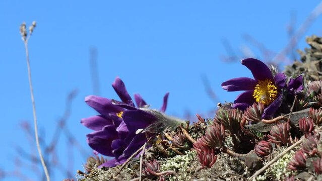 Gew&ouml;hnliche K&uuml;chenschellen (Pulsatilla vulgaris) im Nationalpark Kellerwald mit Biene