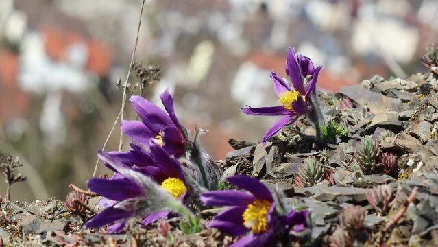 Gew&ouml;hnliche K&uuml;chenschellen (Pulsatilla vulgaris) im Nationalpark Kellerwald mit Biene