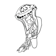 Jellyfish.Black outline vector doodle cartoon jellyfish . Vector illustration.Sealife
