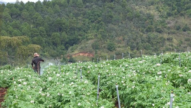 the unknow man take care the potato field
