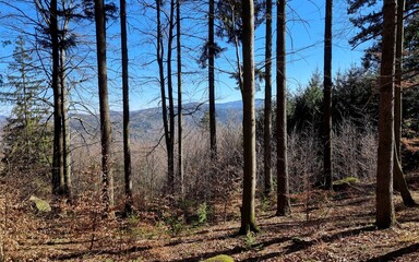 Polish forest in the mountains