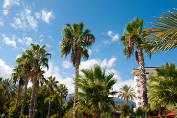Fototapeta na wymiar palm trees on sky background with hotel. summer vacation