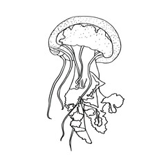 Black outline vector doodle cartoon jellyfish . Vector illustration