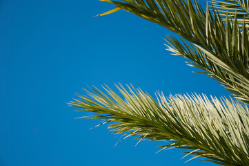 palm tree leaves on blue sky background with copy space